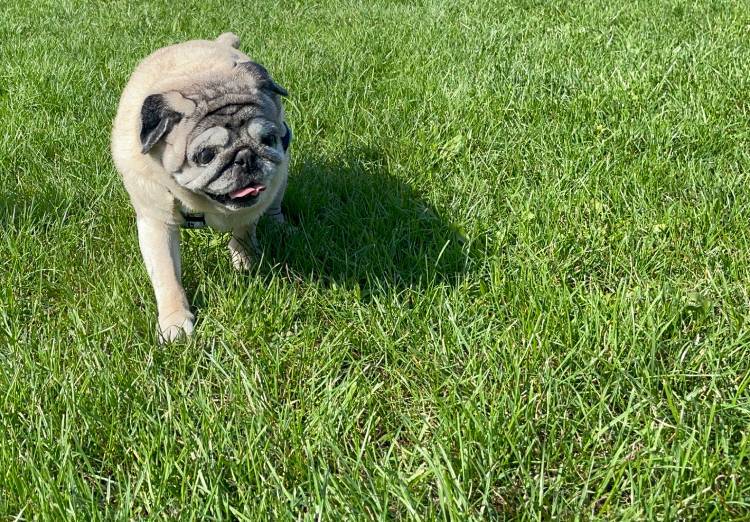 mops mopsy życie z mopsami mopsiczki Miszur i Czuczu