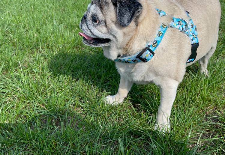 mops mopsy życie z mopsami mopsiczki Miszur i Czuczu