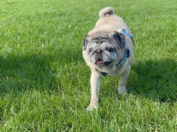 mops mopsy życie z mopsami mopsiczki Miszur i Czuczu