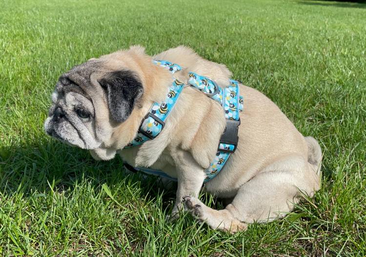 mops mopsy życie z mopsami mopsiczki Miszur i Czuczu