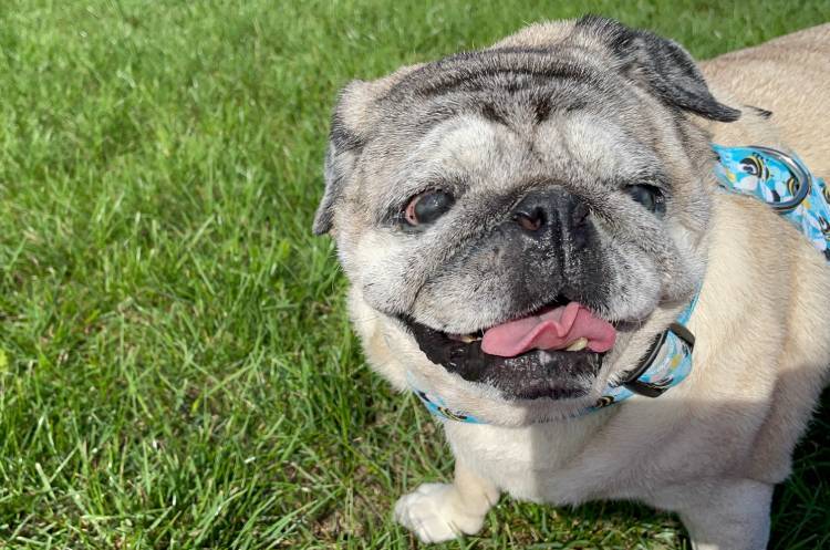 mops mopsy życie z mopsami mopsiczki Miszur i Czuczu