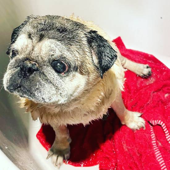 mops mopsy życie z mopsami mopsiczki Miszur i Czuczu