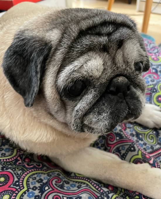 mops mopsy życie z mopsami mopsiczki Miszur i Czuczu