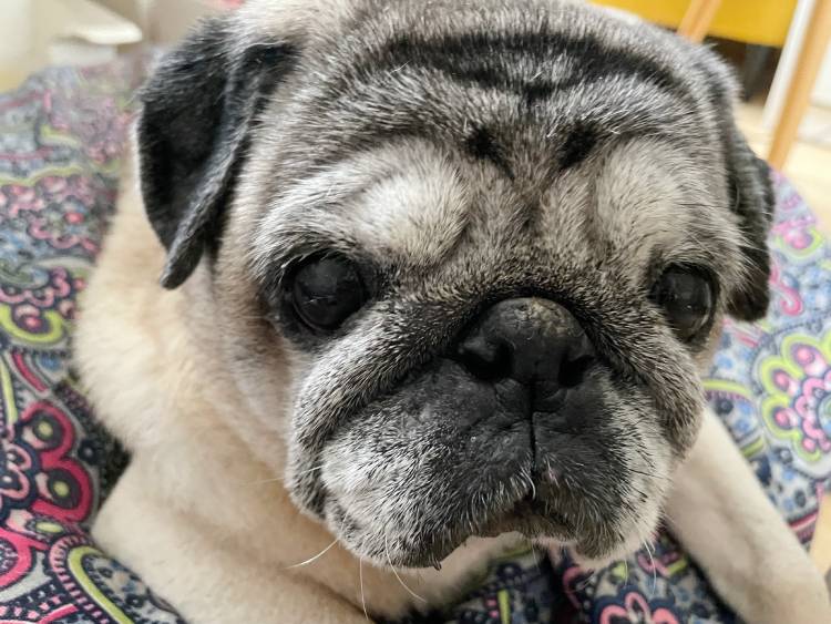 mops mopsy życie z mopsami mopsiczki Miszur i Czuczu