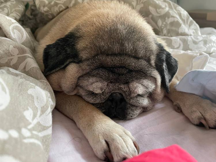 mops mopsy życie z mopsami mopsiczki Miszur i Czuczu