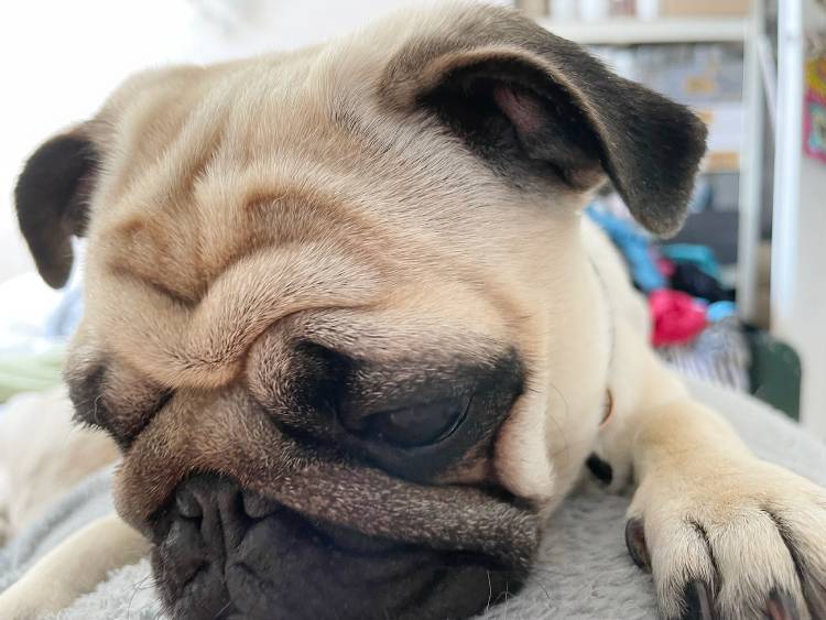 mopsy mopsiki Zazie mopsiczki Miszur i Czuczu