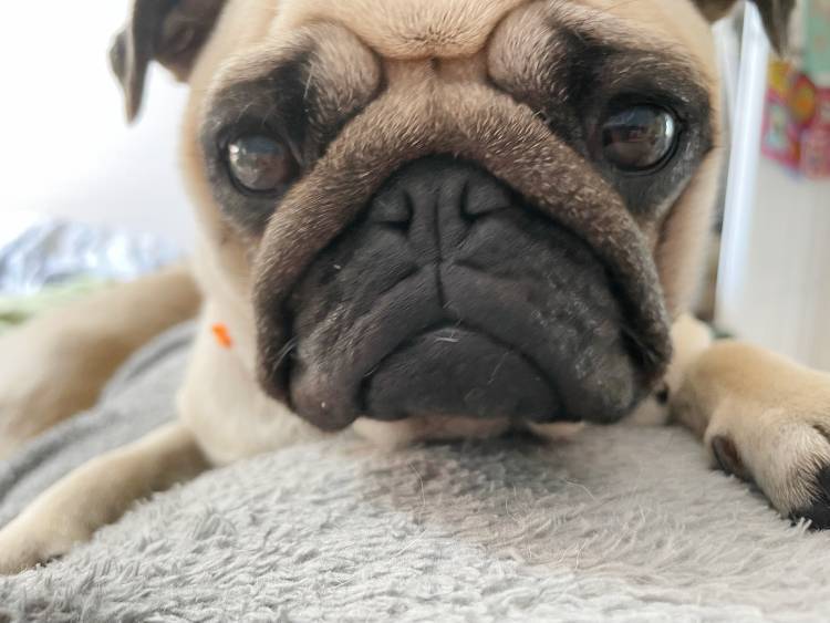 mopsy mopsiki Zazie mopsiczki Miszur i Czuczu