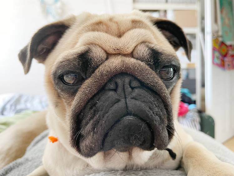 mopsy mopsiki Zazie mopsiczki Miszur i Czuczu