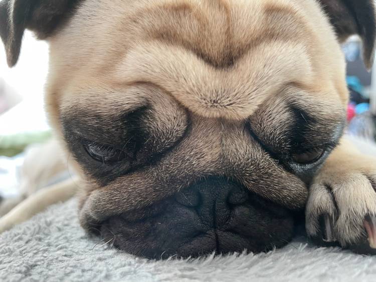 mopsy mopsiki Zazie mopsiczki Miszur i Czuczu