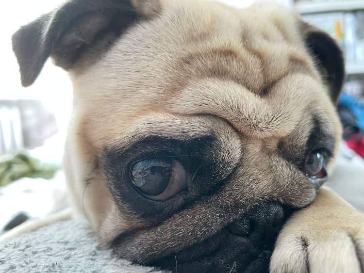 mopsy mopsiki Zazie mopsiczki Miszur i Czuczu