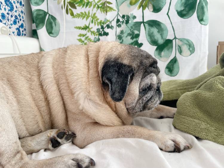 mopsy mopsiki Zazie mopsiczki Miszur i Czuczu