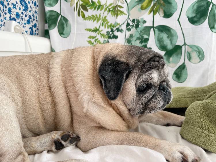 mopsy mopsiki Zazie mopsiczki Miszur i Czuczu