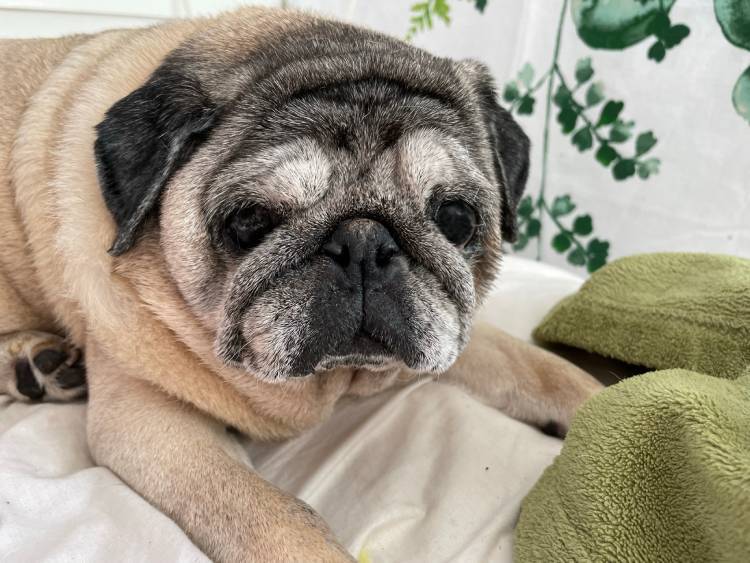 mopsy mopsiki Zazie mopsiczki Miszur i Czuczu