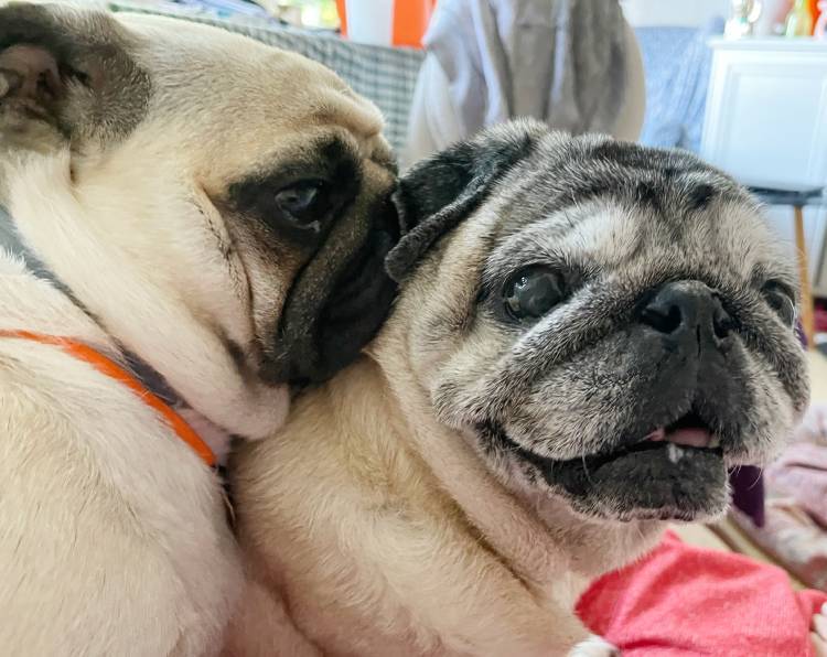 mopsy mopsiki Zazie mopsiczki Miszur i Czuczu