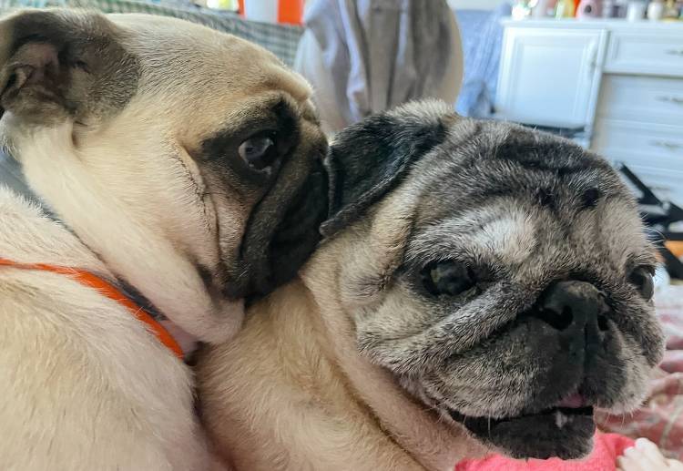 mopsy mopsiki Zazie mopsiczki Miszur i Czuczu