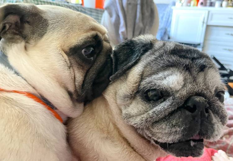 mopsy mopsiki Zazie mopsiczki Miszur i Czuczu