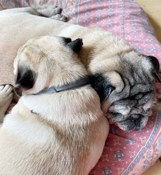 mopsy mopsiki Zazie mopsiczki Miszur i Czuczu