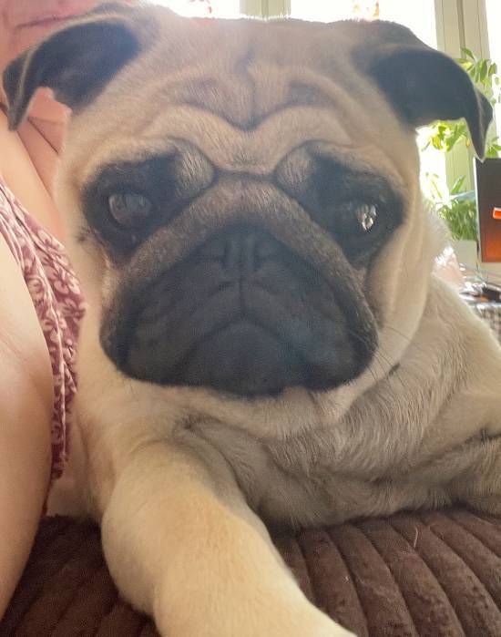 mopsy mopsiki Zazie mopsiczki Miszur i Czuczu