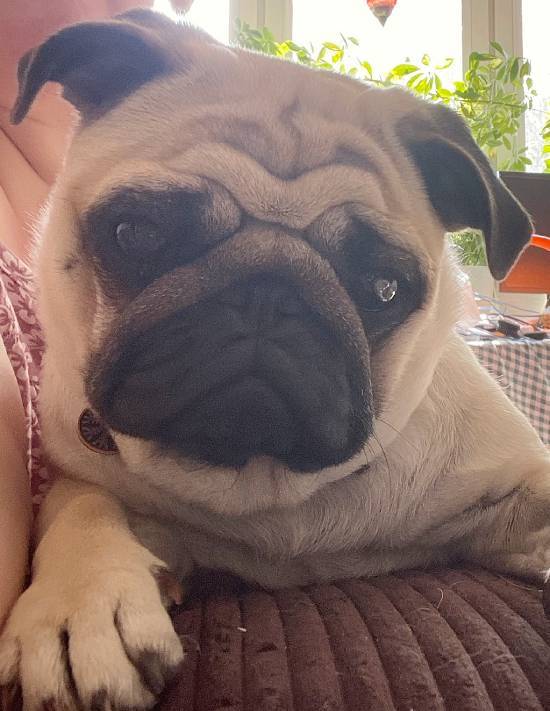 mopsy mopsiki Zazie mopsiczki Miszur i Czuczu