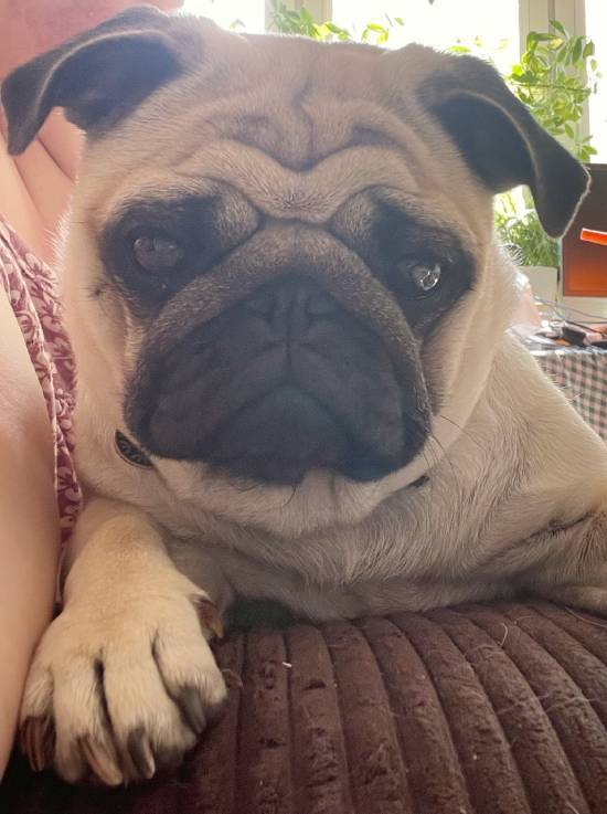 mopsy mopsiki Zazie mopsiczki Miszur i Czuczu