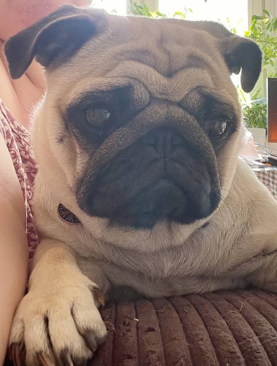 mopsy mopsiki Zazie mopsiczki Miszur i Czuczu