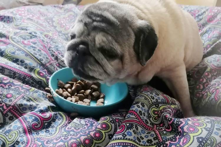 mopsy mopsiki Zazie mopsiczki Miszur i Czuczu