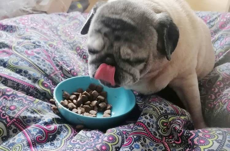 mopsy mopsiki Zazie mopsiczki Miszur i Czuczu