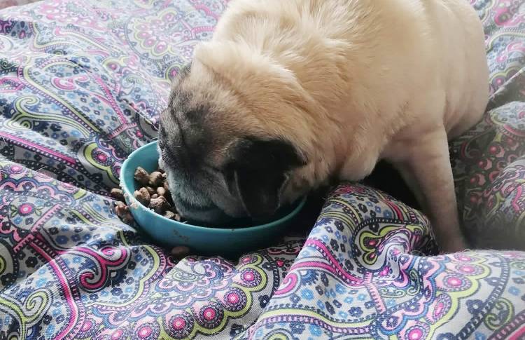 mopsy mopsiki Zazie mopsiczki Miszur i Czuczu