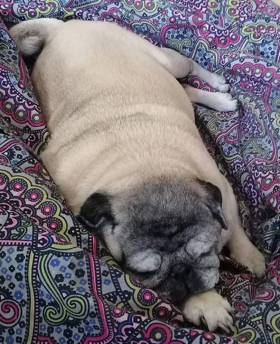 mopsy mopsiki Zazie mopsiczki Miszur i Czuczu