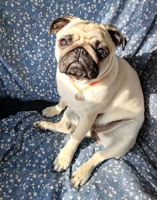 mopsy mopsiki Zazie mopsiczki Miszur i Czuczu