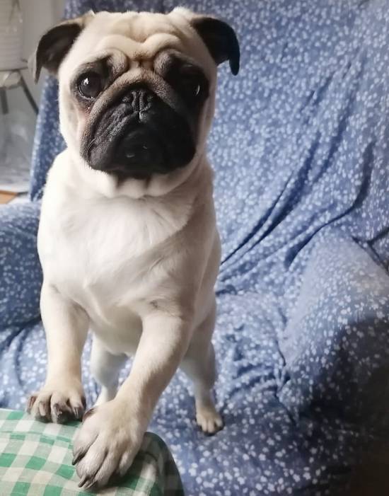 mopsy mopsiki Zazie mopsiczki Miszur i Czuczu