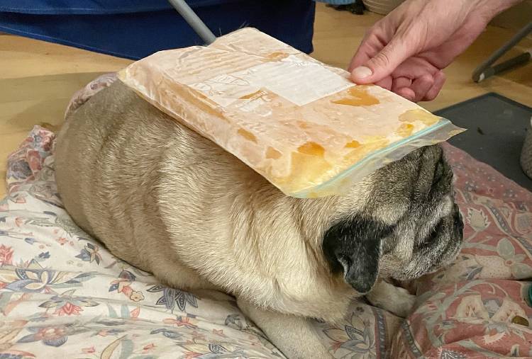 mopsy mopsiki Zazie mopsiczki Miszur i Czuczu