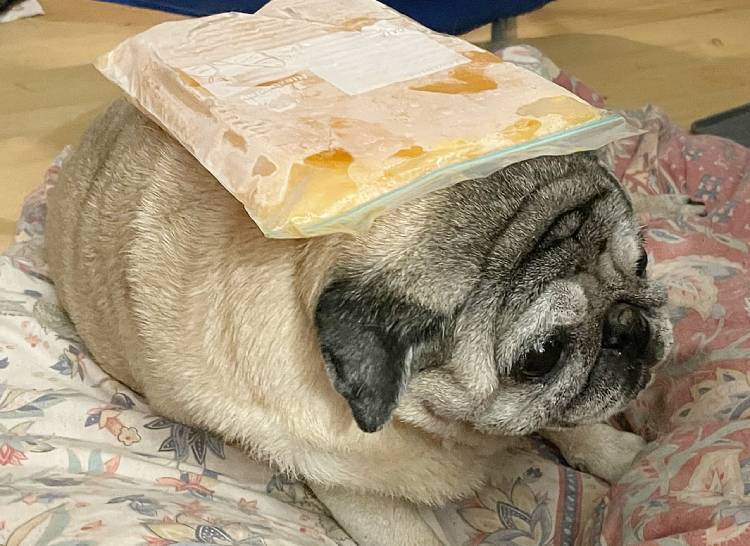 mopsy mopsiki Zazie mopsiczki Miszur i Czuczu