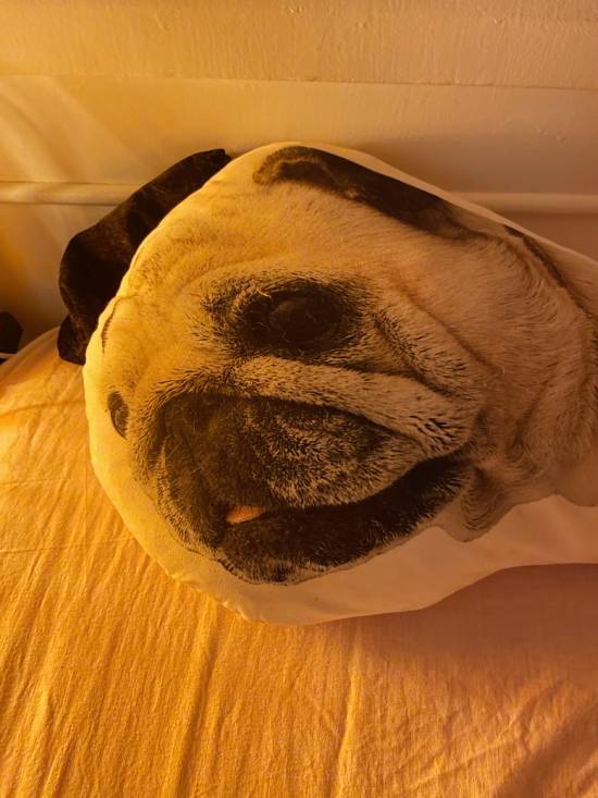 mopsy mopsiki Zazie mopsiczki Miszur i Czuczu