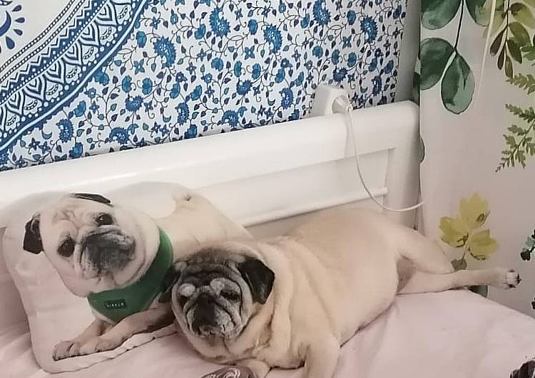 mopsiki Zazie mopsy Miszur i Czuczu