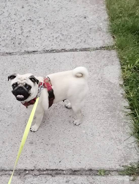 mopsiki Zazie mopsy Miszur i Czuczu