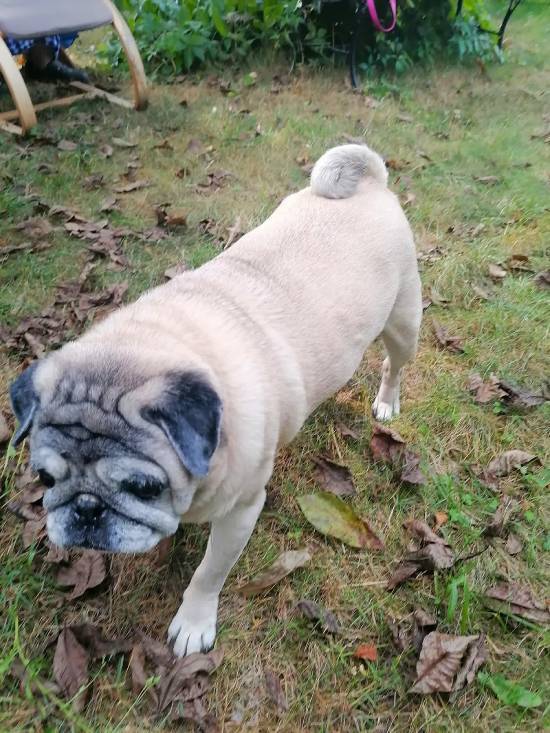 mopsiki Zazie mopsy Miszur i Czuczu