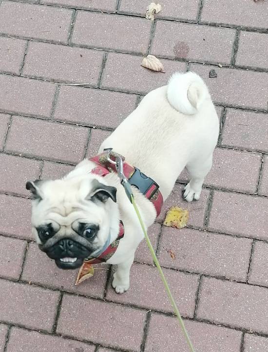 mopsiki Zazie mopsy Miszur i Czuczu