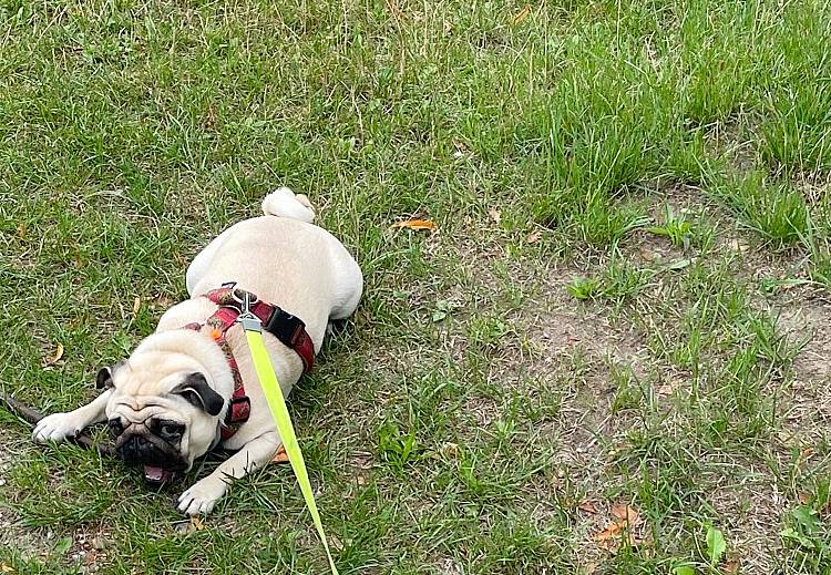 mopsiki Zazie mopsy Miszur i Czuczu