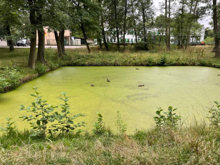 mopsiki Zazie mopsy Miszur i Czuczu