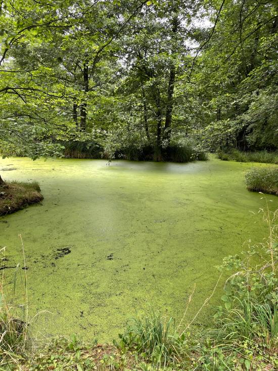 mopsiki Zazie mopsy Miszur i Czuczu