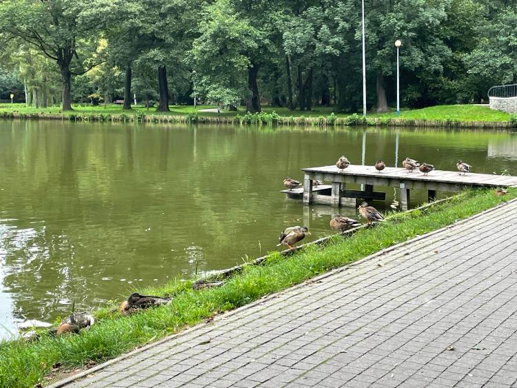 mopsiki Zazie mopsy Miszur i Czuczu