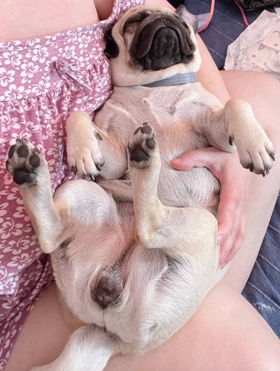 mopsiki Zazie mopsy Miszur i Czuczu