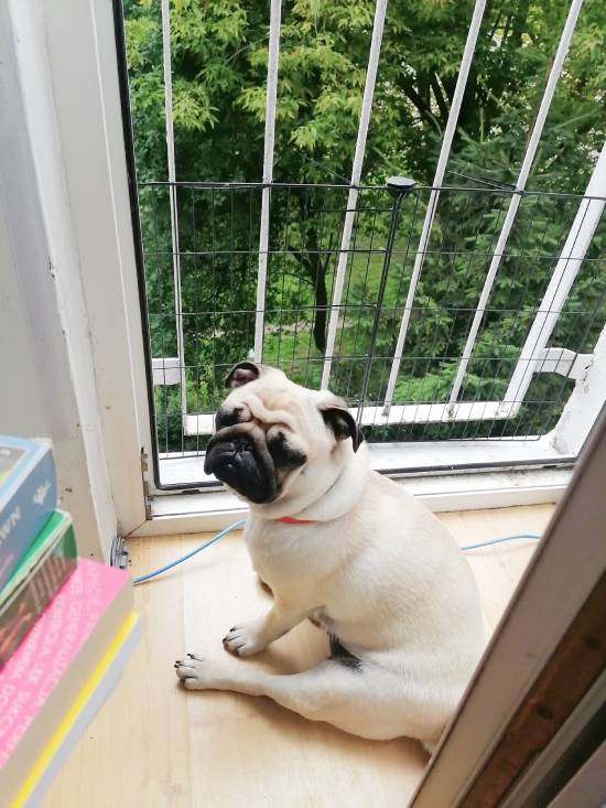 mopsiki Zazie mopsy Miszur i Czuczu