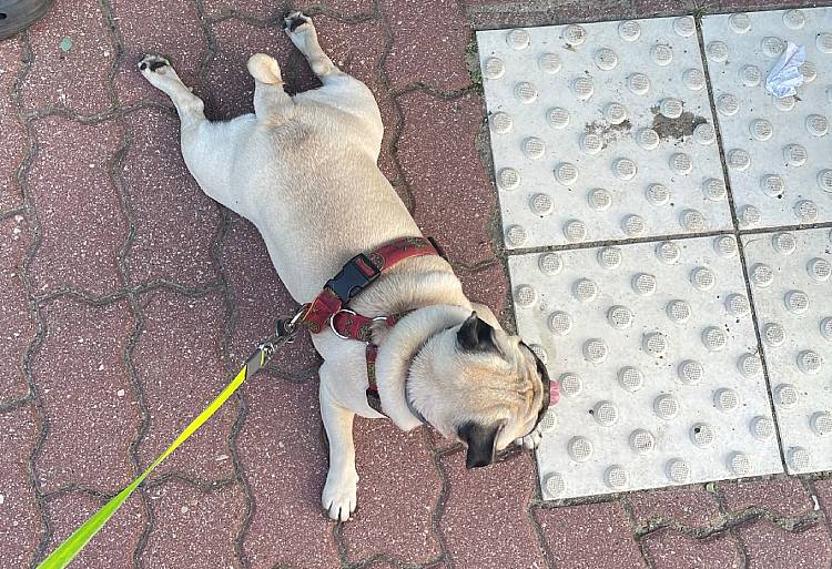 mopsiki Zazie mopsy Miszur i Czuczu