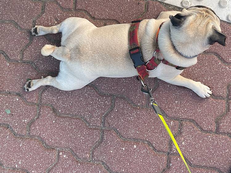 mopsiki Zazie mopsy Miszur i Czuczu