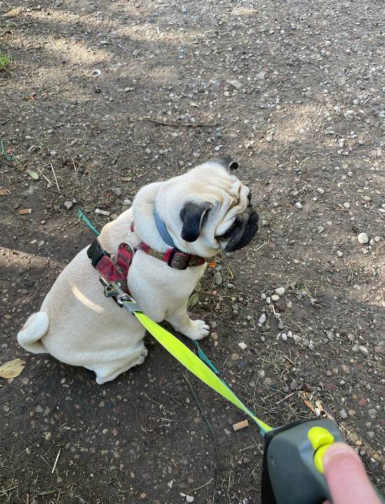 spacery z psem spacery z mopsikiem Czuczu na spacerze mopsiczka Czuczu