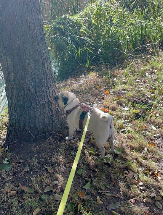 spacery z psem spacery z mopsikiem Czuczu na spacerze mopsiczka Czuczu