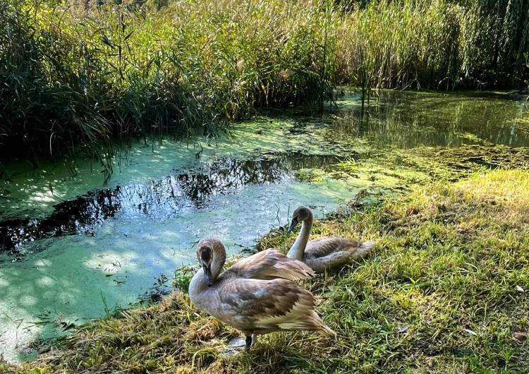 spacery z psem spacery z mopsikiem Czuczu na spacerze mopsiczka Czuczu