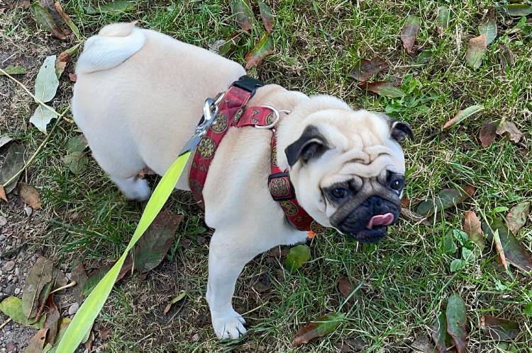 spacery z psem spacery z mopsikiem Czuczu na spacerze mopsiczka Czuczu